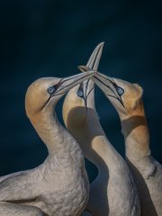 Chris Johnson - Gannet Trio - Very Highly Commended.jpg